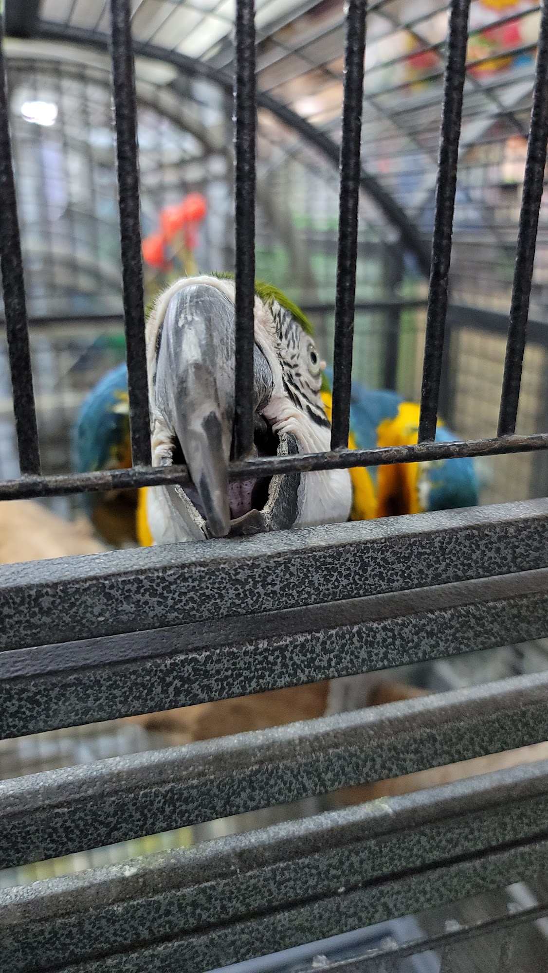 TOCO TOUCAN PETSHOP Opa-locka