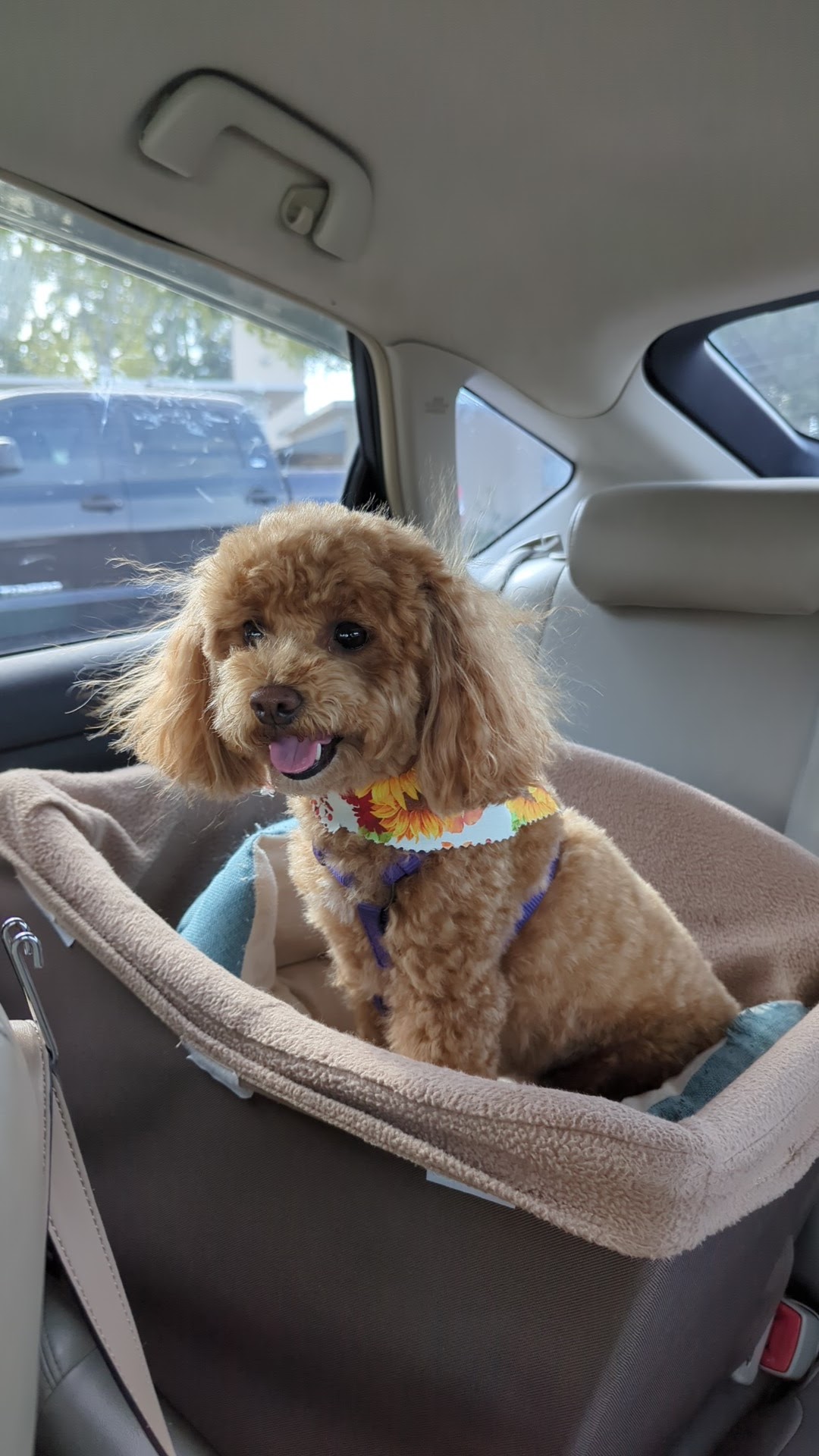 Canine Glamour Club Orlando