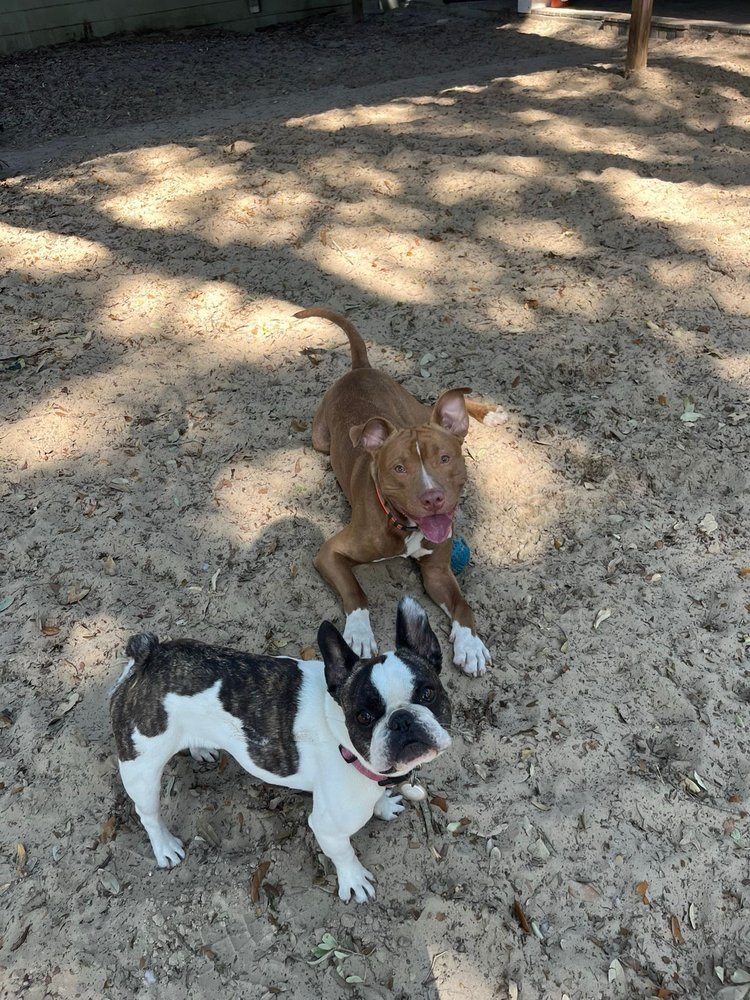 Rocky's Retreat Canine Health & Fitness Center Orlando