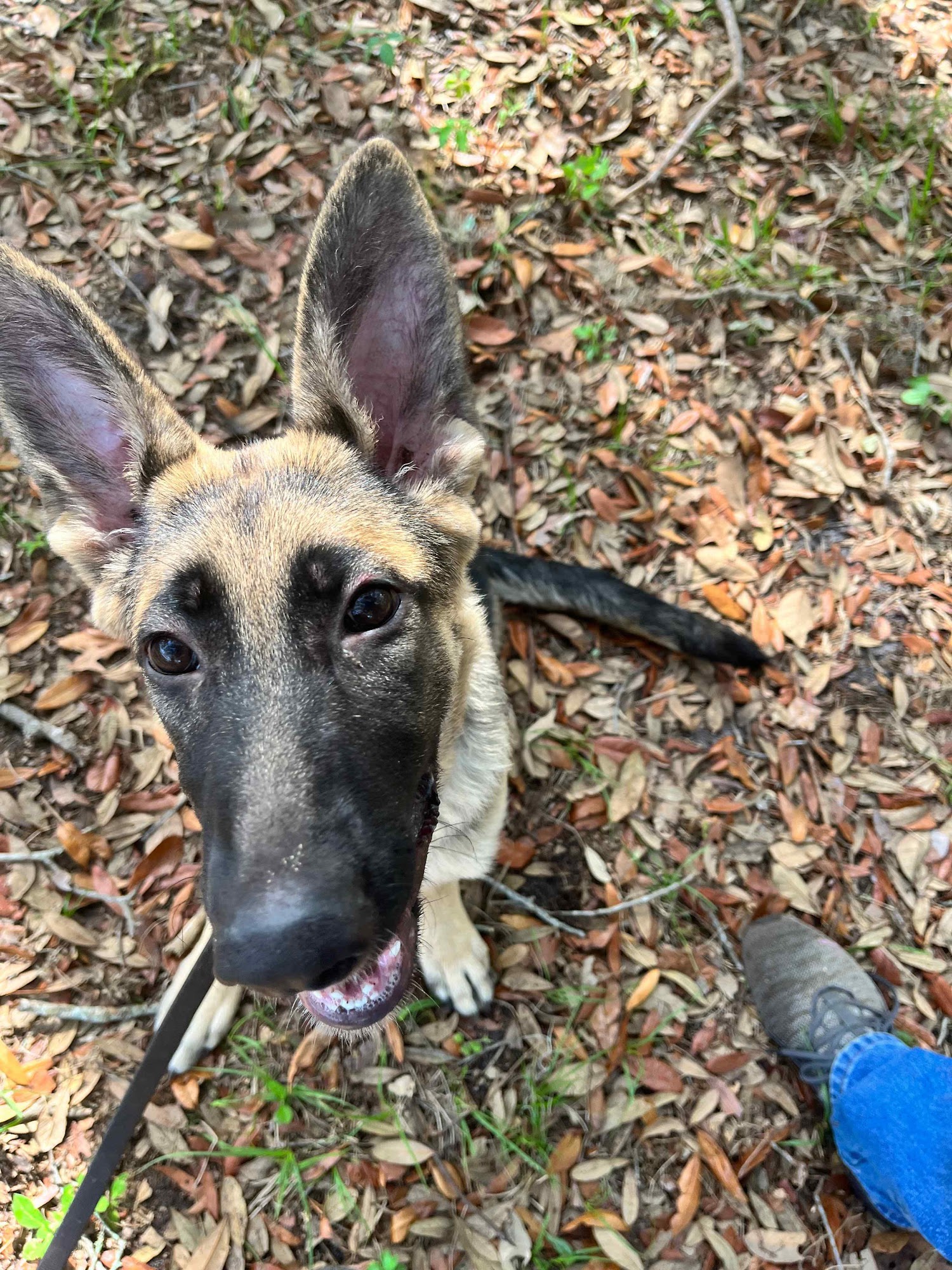 Central Florida K9 Orlando