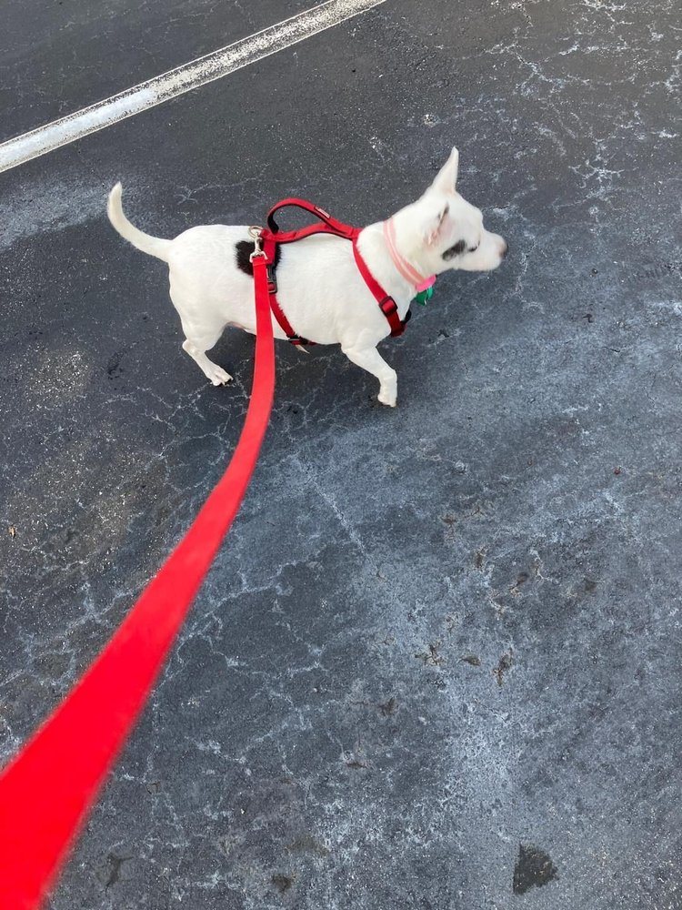 Pine Castle Pet Cremation Services Orlando