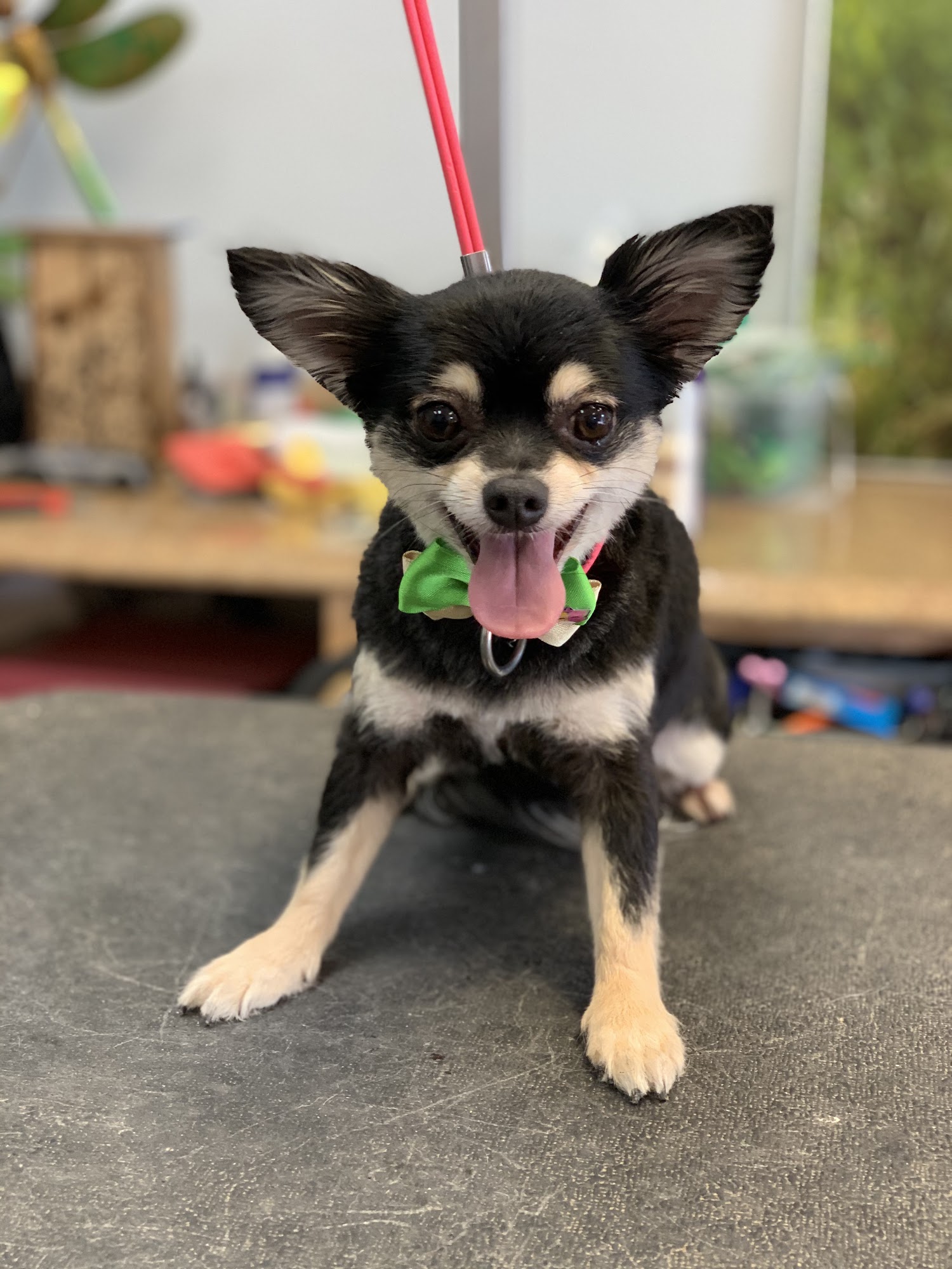 As the Tail Wags Oviedo