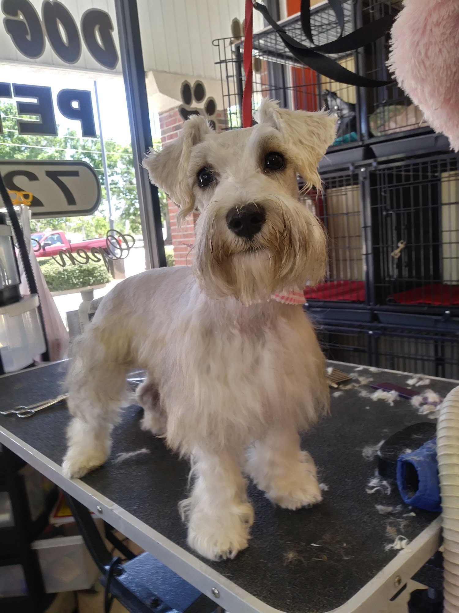 Dog Patch USA Palm Bay