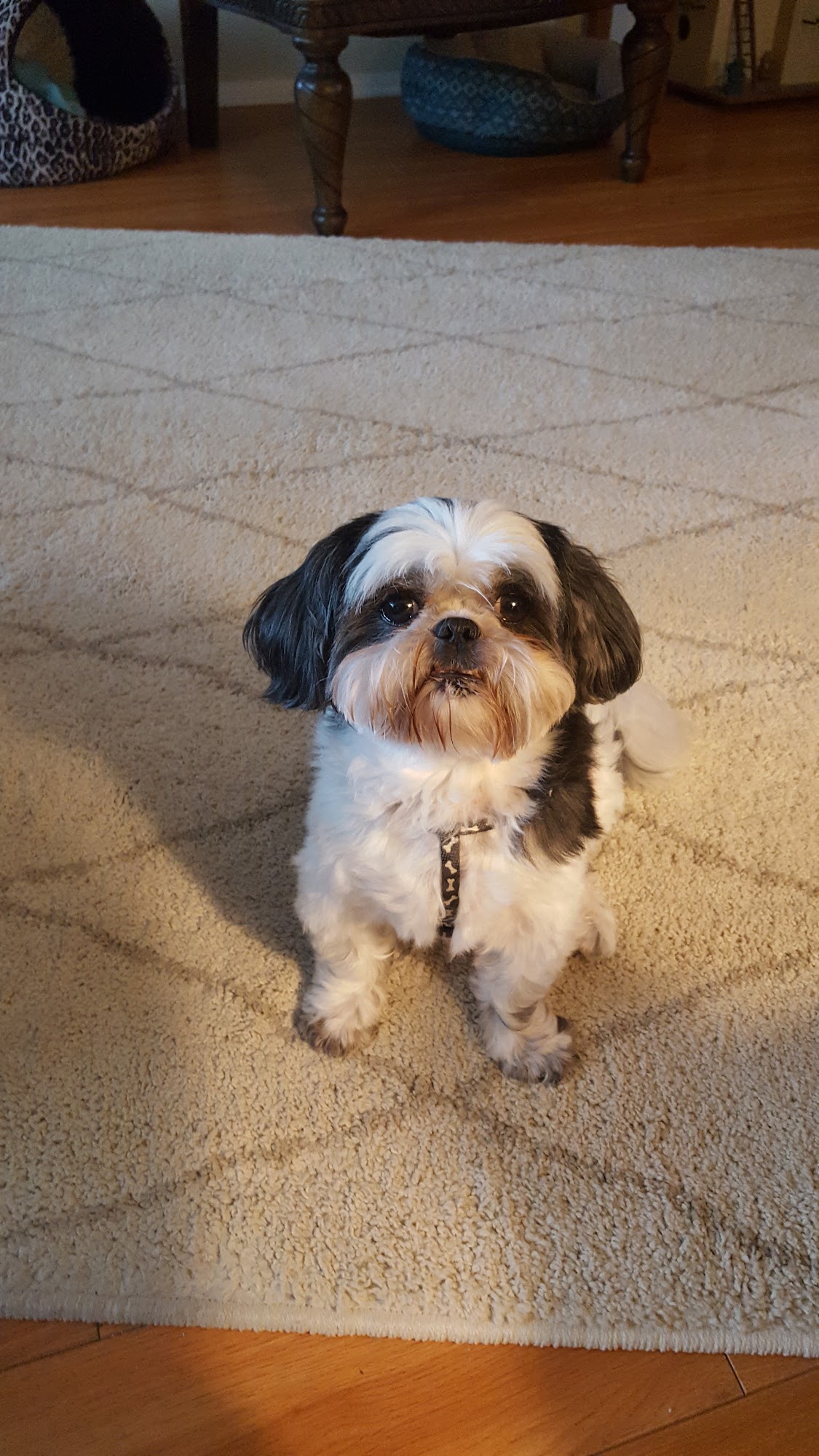 A Pooch's Palace Palm Harbor