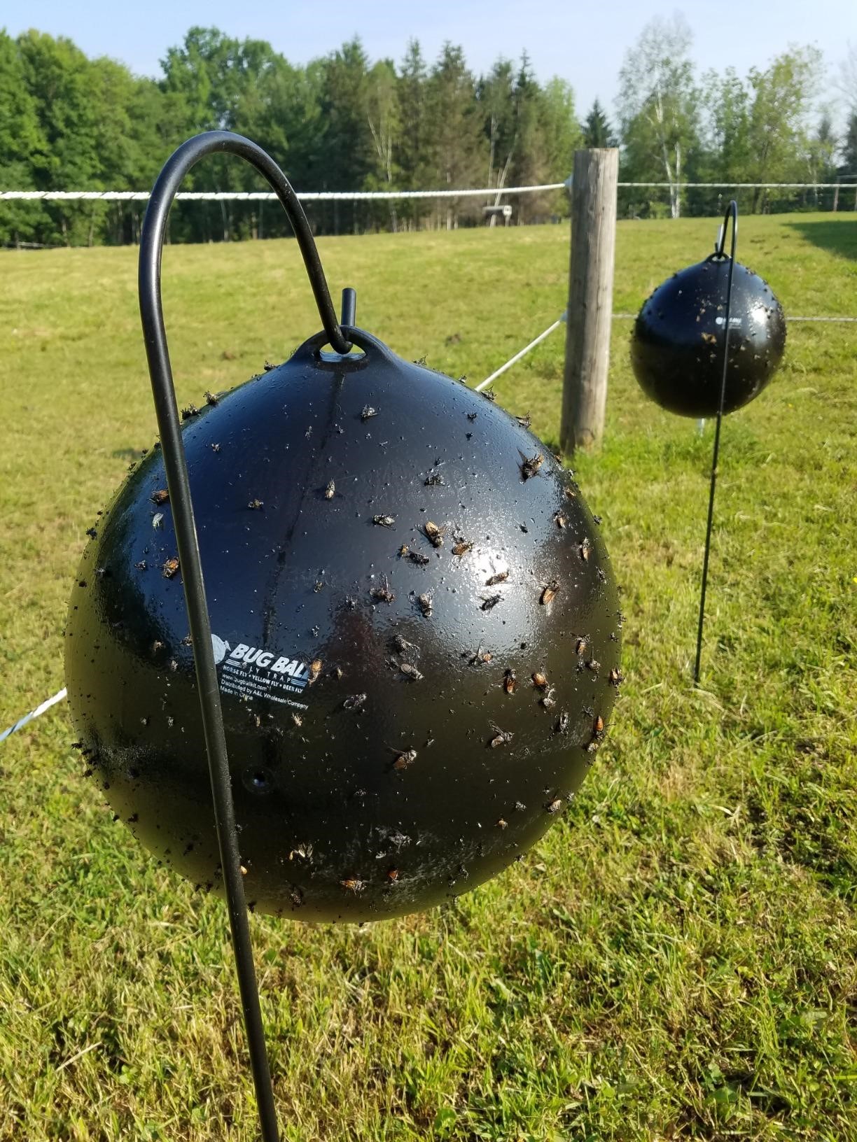 Bug Ball Inc.