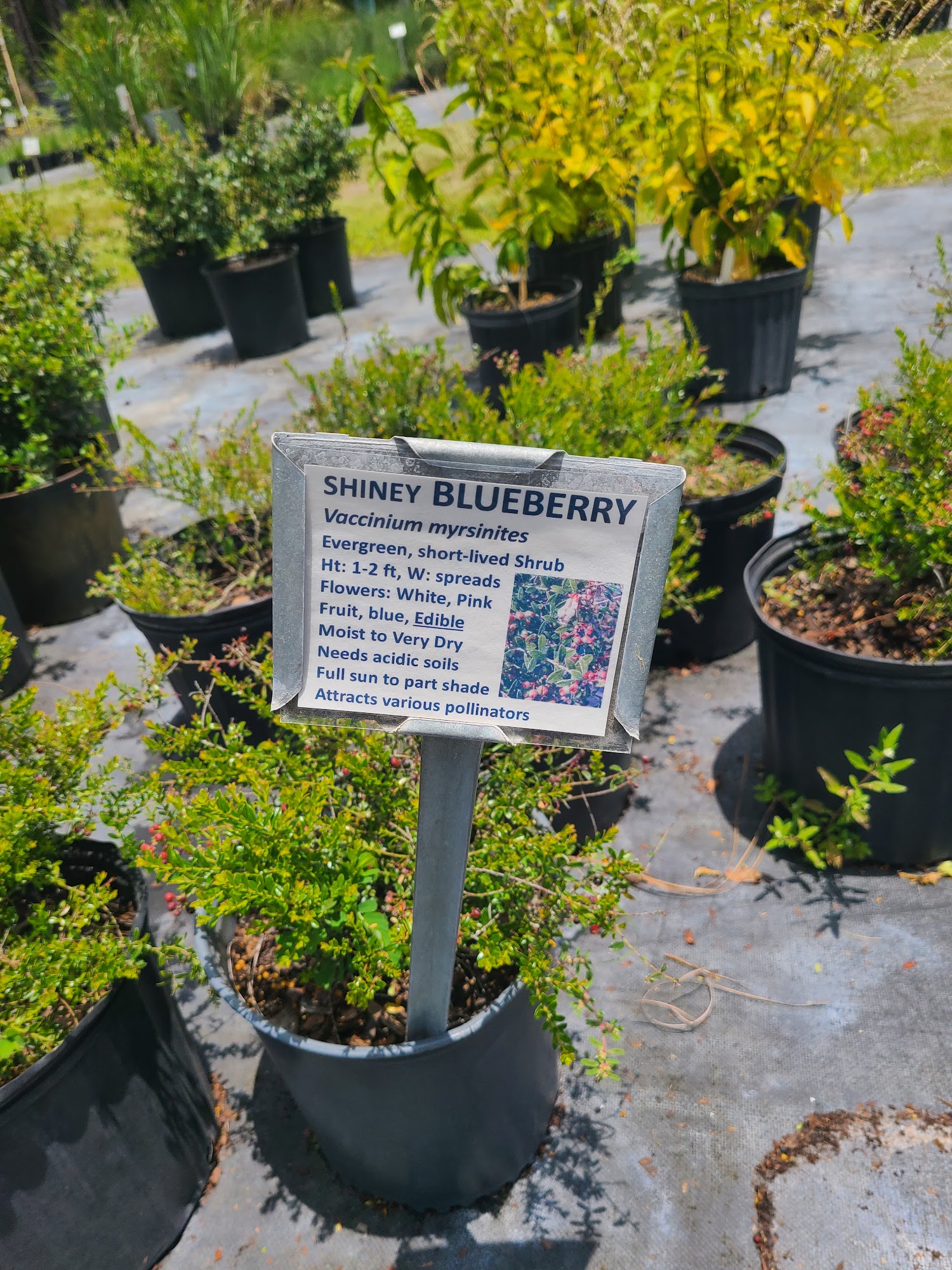 Sweet Bay Nursery 10824 Erie Rd, Parrish Florida 34219