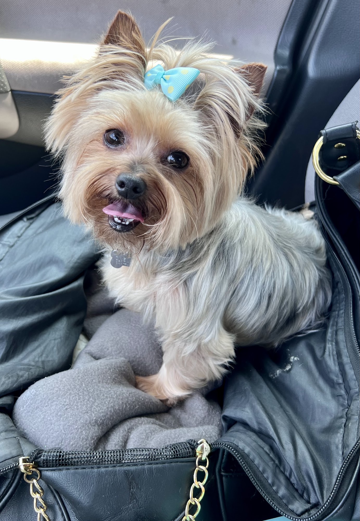 Blue Angel Pet Salon Pensacola