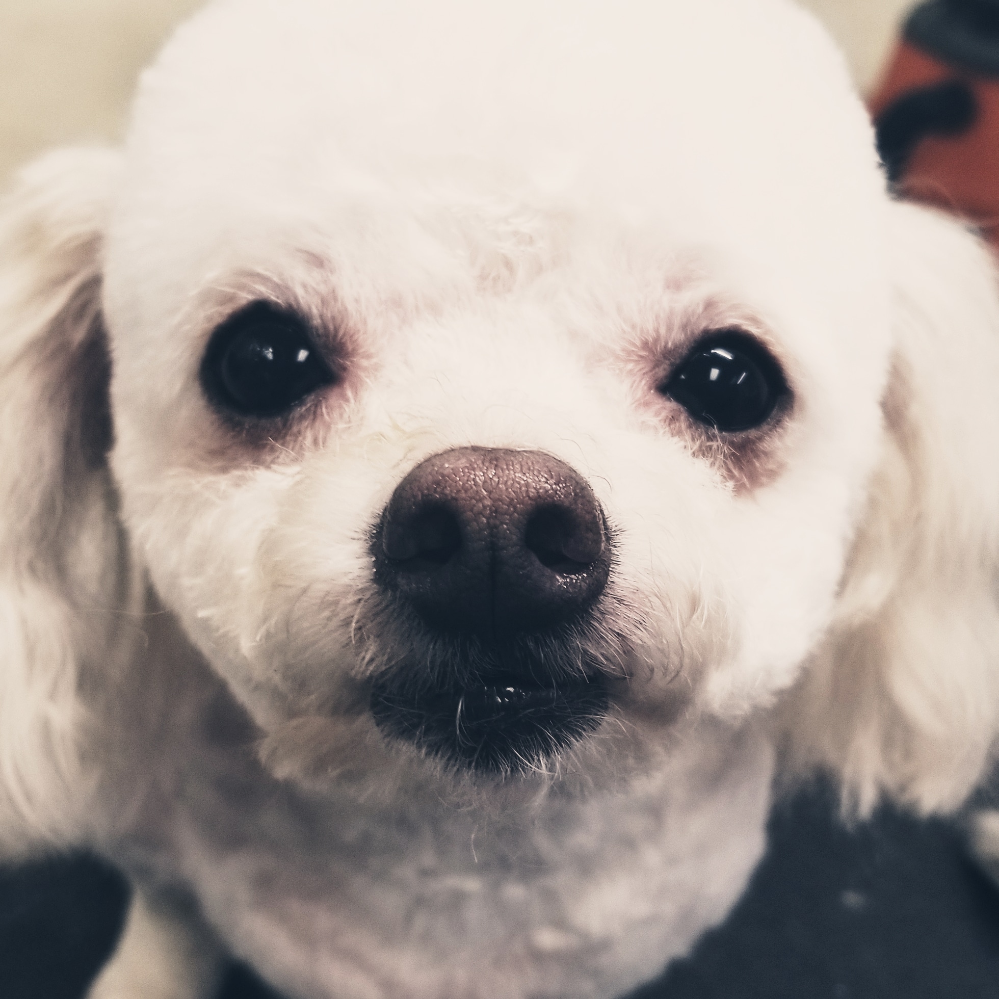 Susie's Pet Styling Pensacola