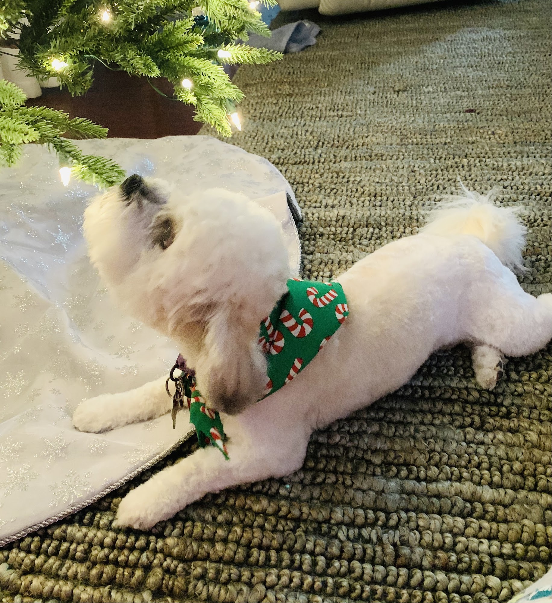 Dog Gone Gorgeous too grooming by Michael and Donna Pensacola