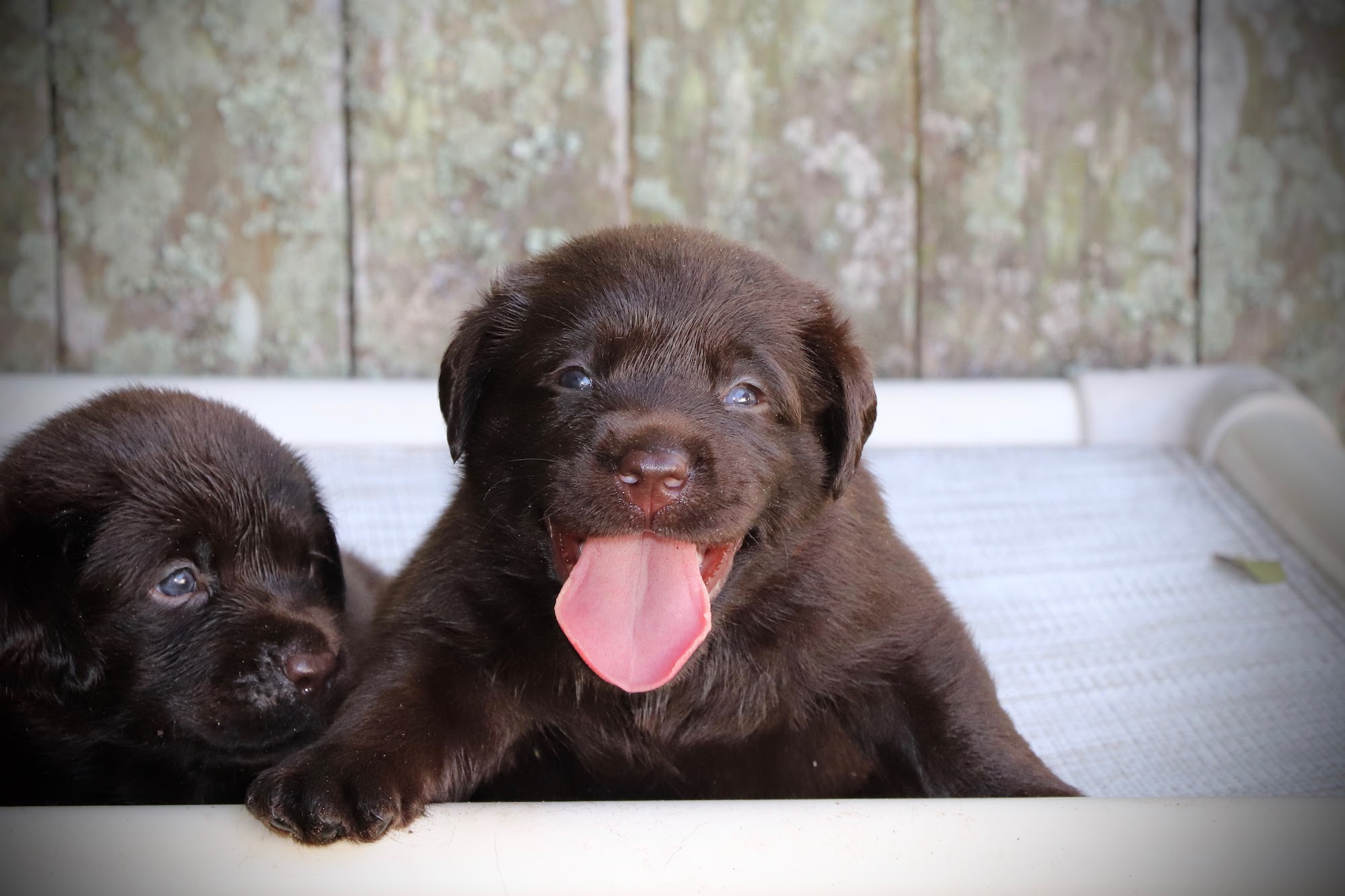 The Doghouse, LLC Pinellas Park