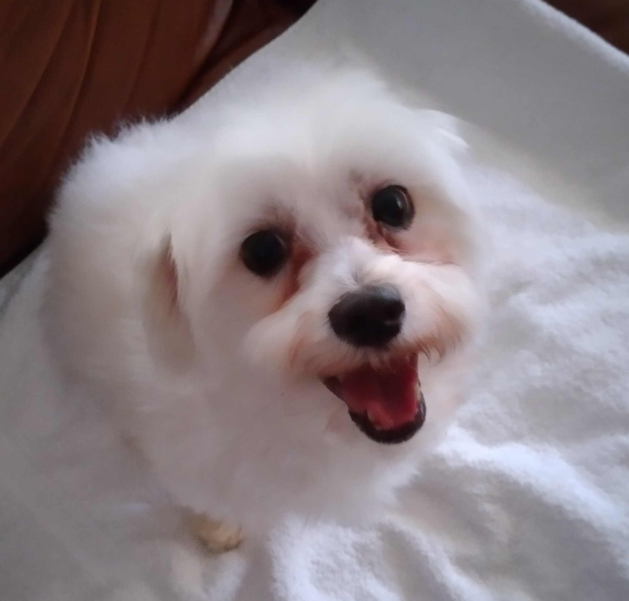 Royal Paws Pet Spa & Boutique Plantation