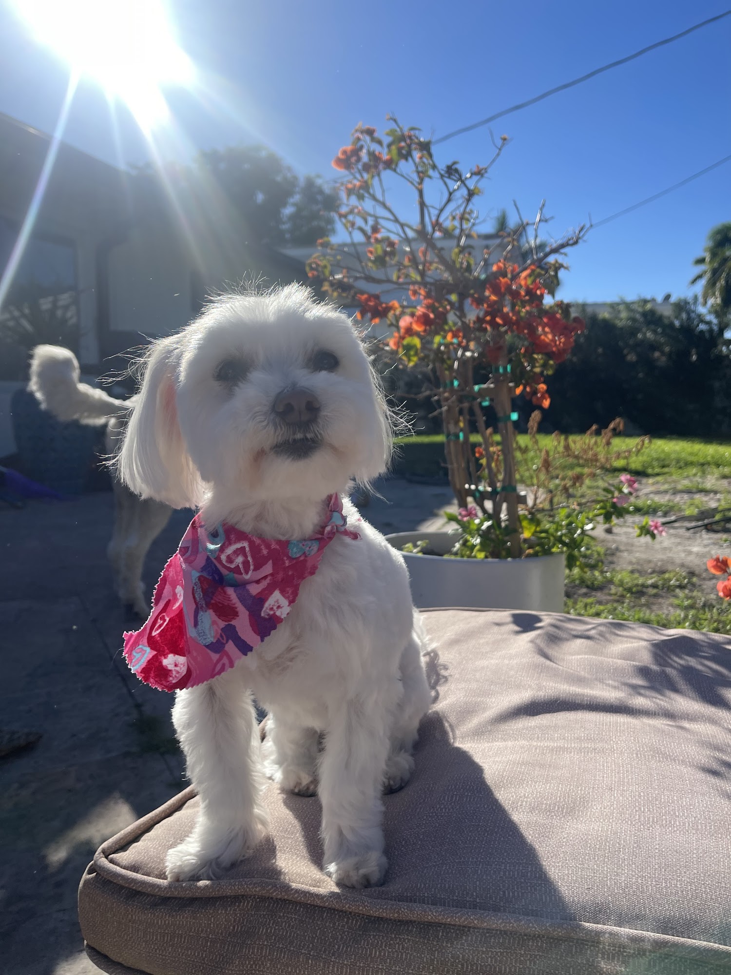 Pets Playground Pet Grooming School Pompano Beach