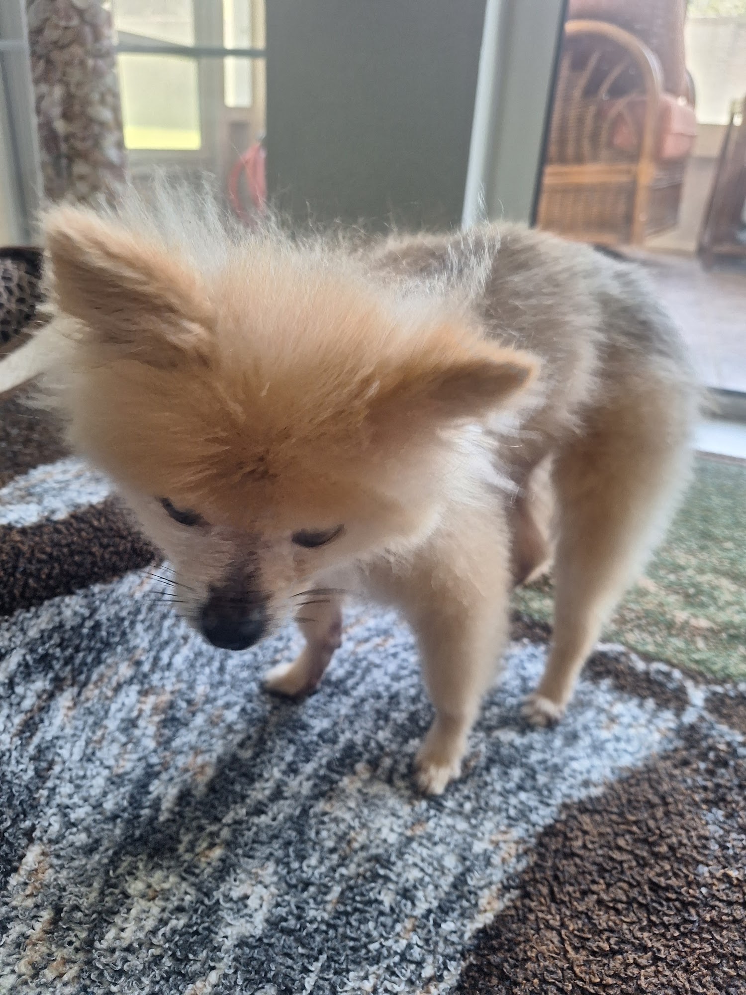 D & D Dog Grooming Port Charlotte