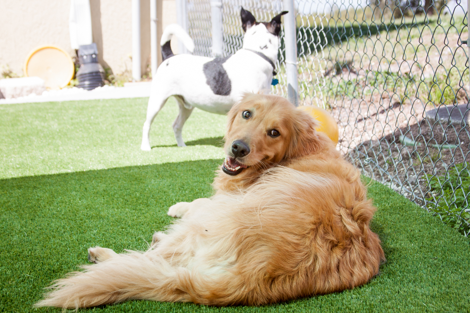 Dog Bed & Breakfast Port Charlotte