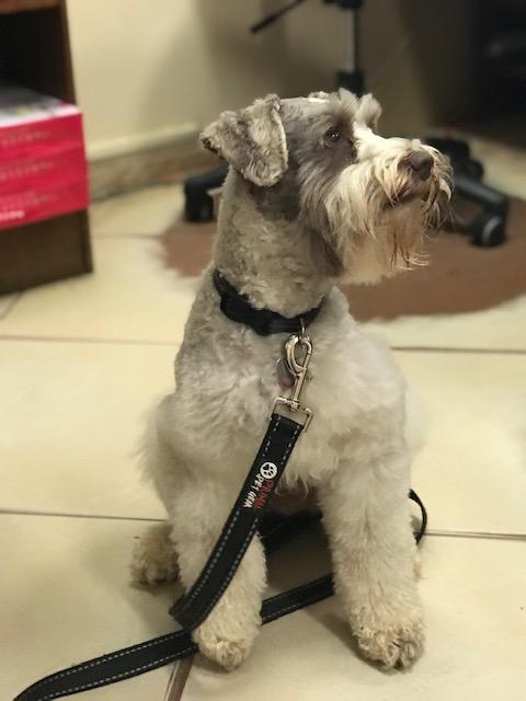 Barkingham Palace Rockledge