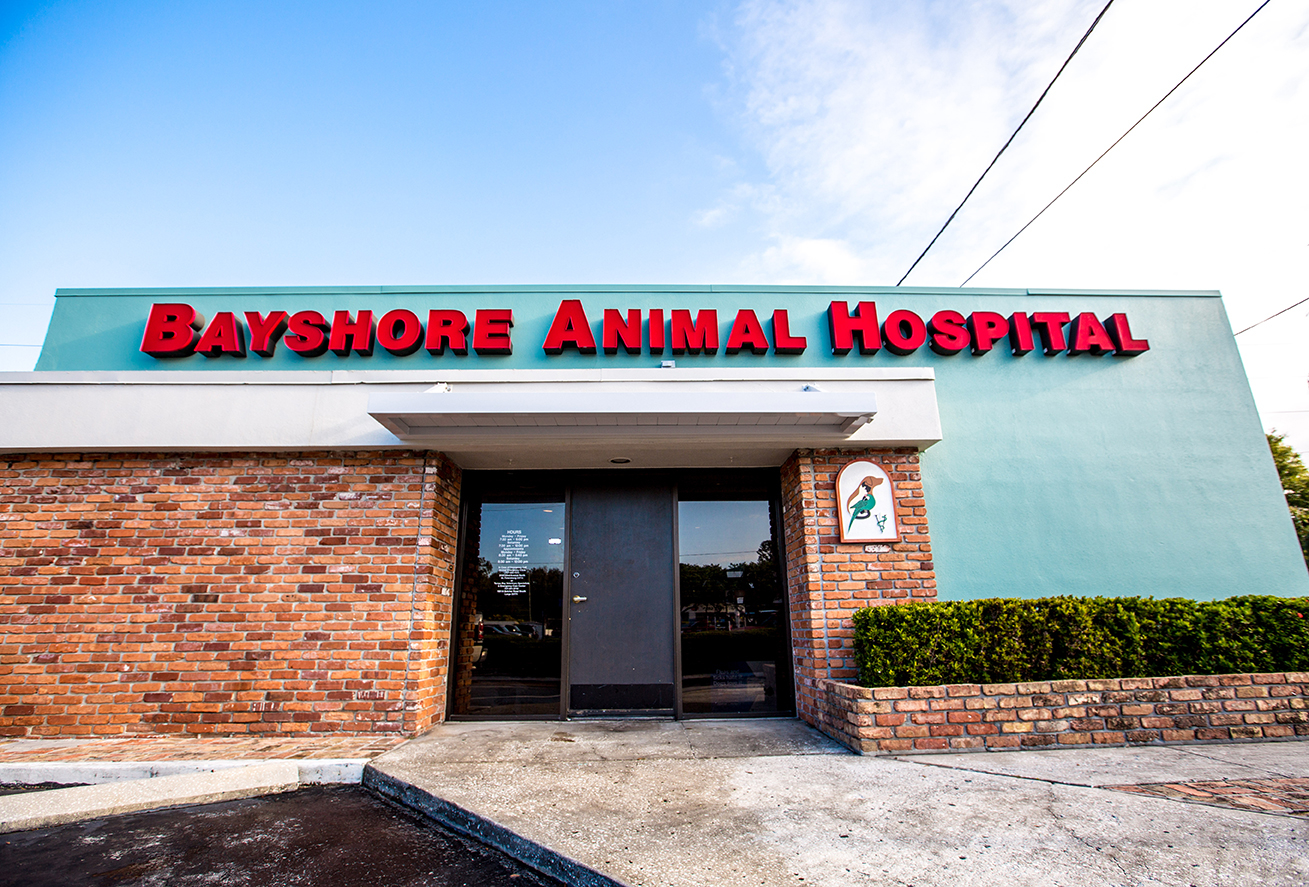 Bayshore Animal Hospital & Avian Practice