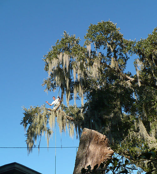 Bezdek Tree Service