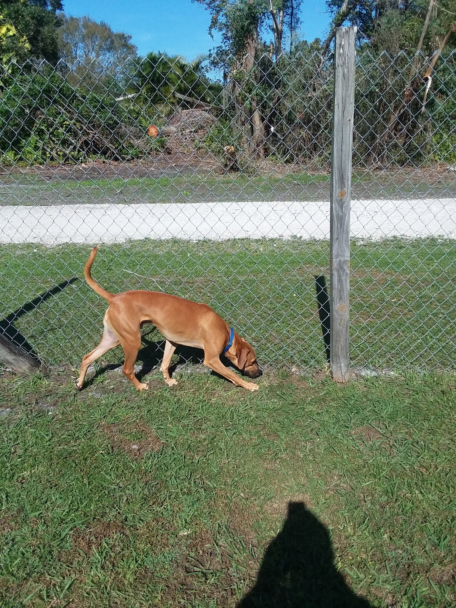 Just 4 paws luxury pet resort Sarasota