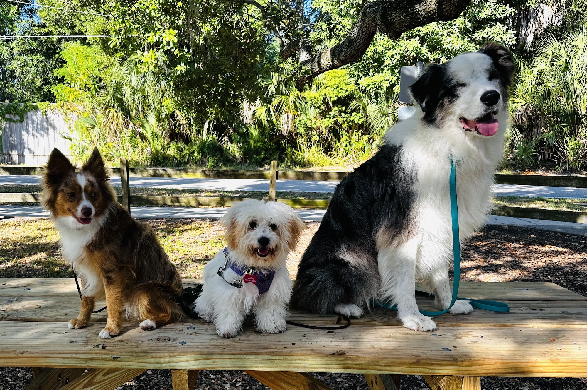 COAST DOGS Training By Dawn Bennett Sarasota