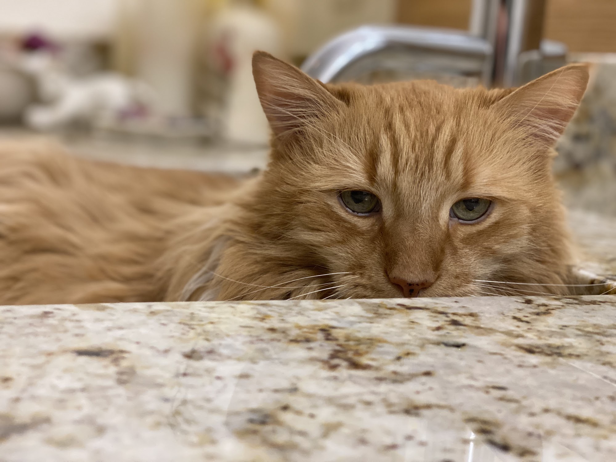 Shiney Day Specialized Pet Care Sarasota