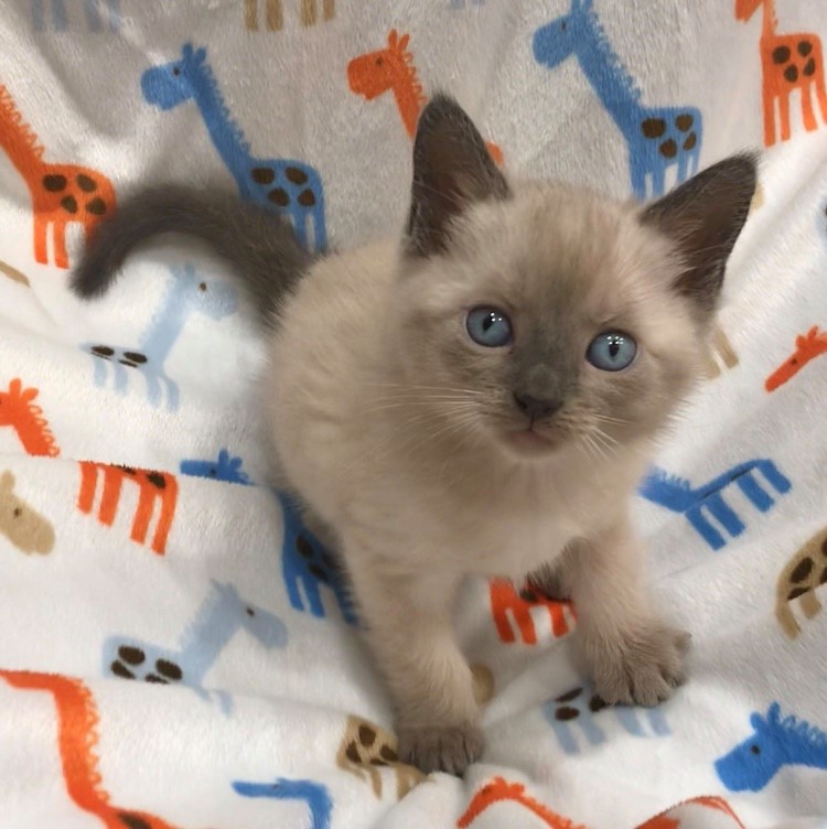 Purrfect Match Sarasota