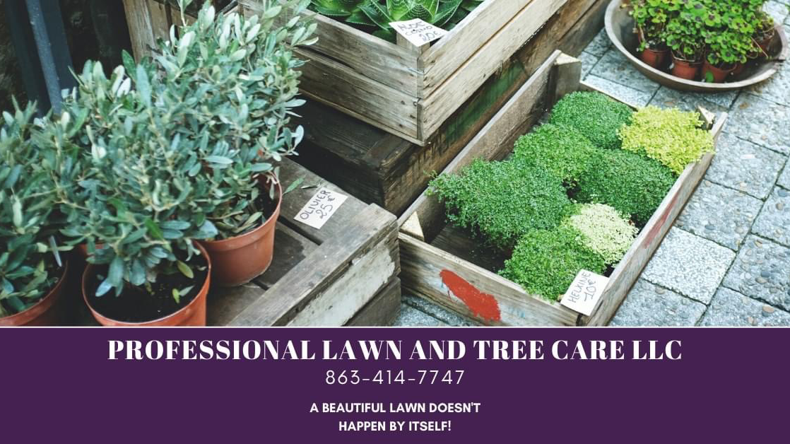 Professional Lawn and Tree Care LLC