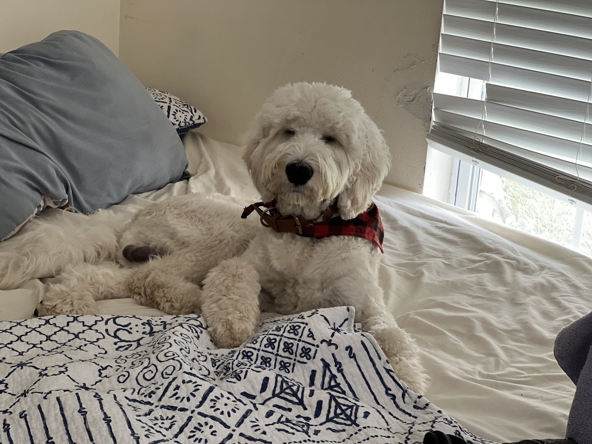 Hot Dog Grooming & Spa Seffner