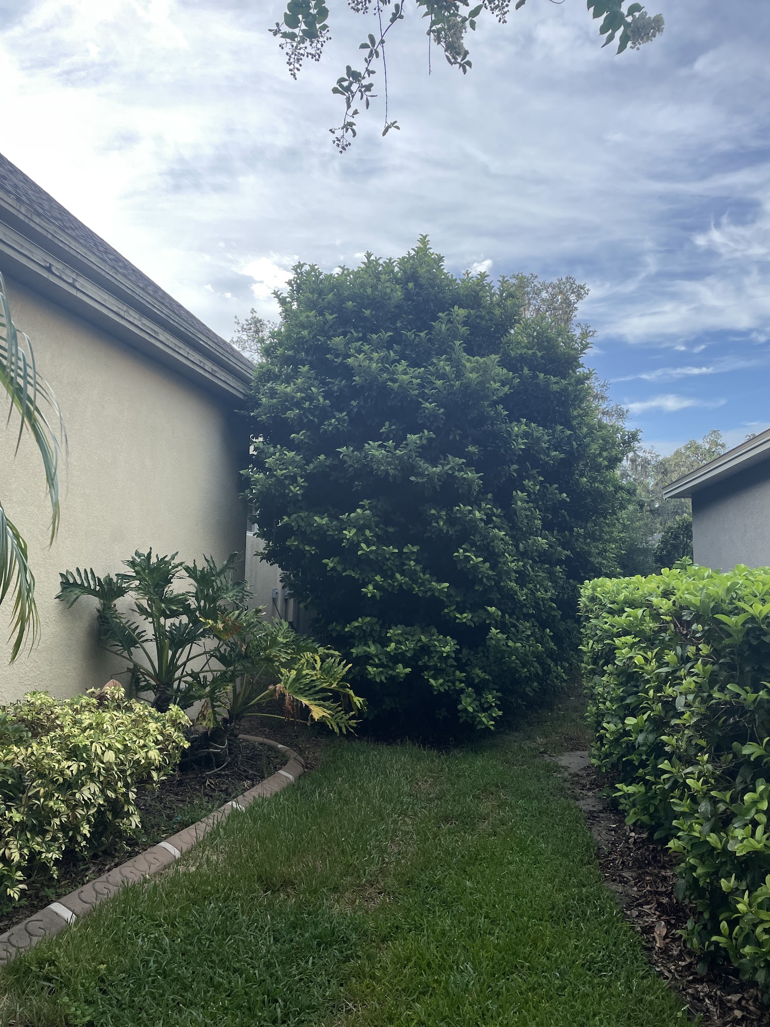 Tealz Trees 815 N Kingsway Rd, Seffner Florida 33584