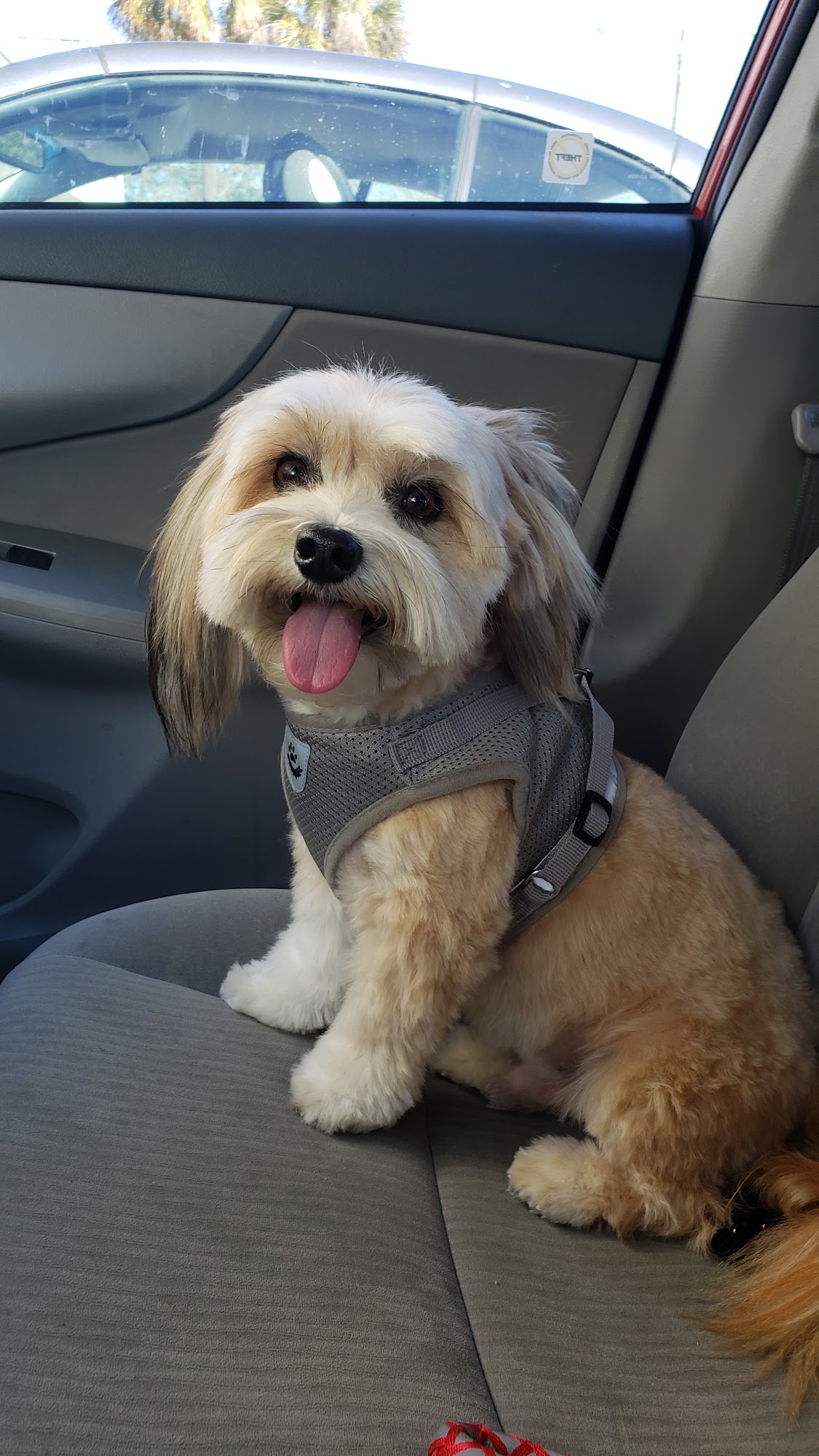Grooming Gallery Seminole
