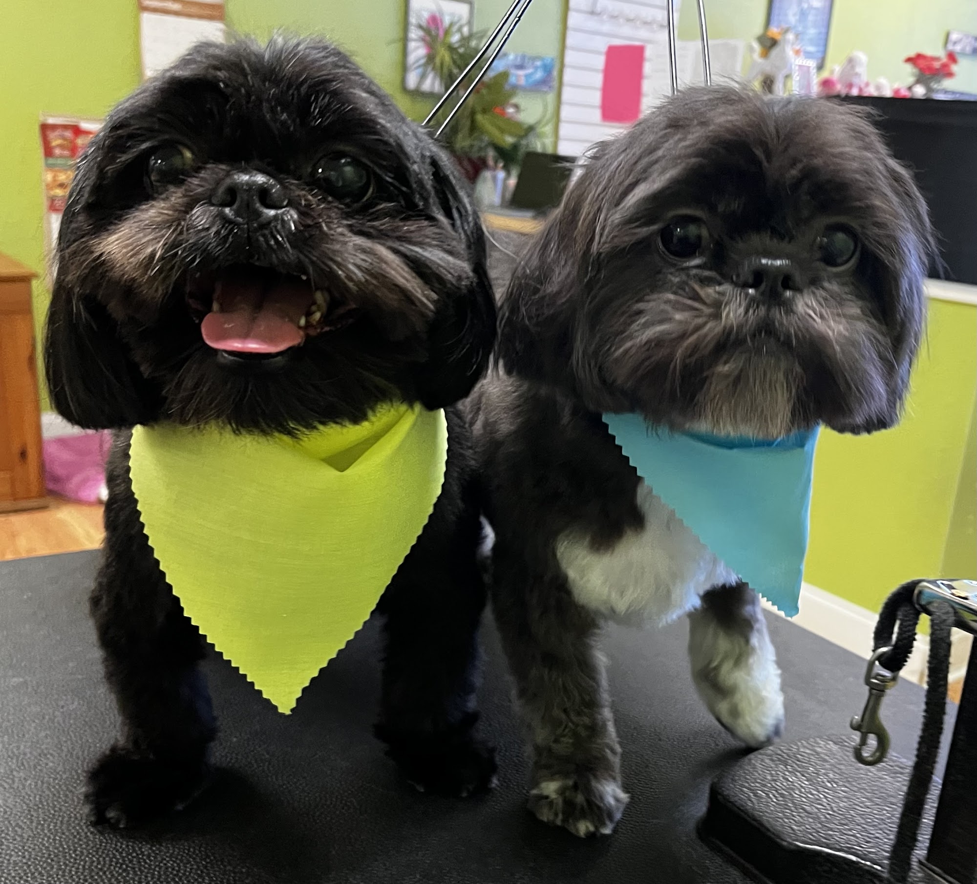 Glamour Paws Pet Salon Seminole