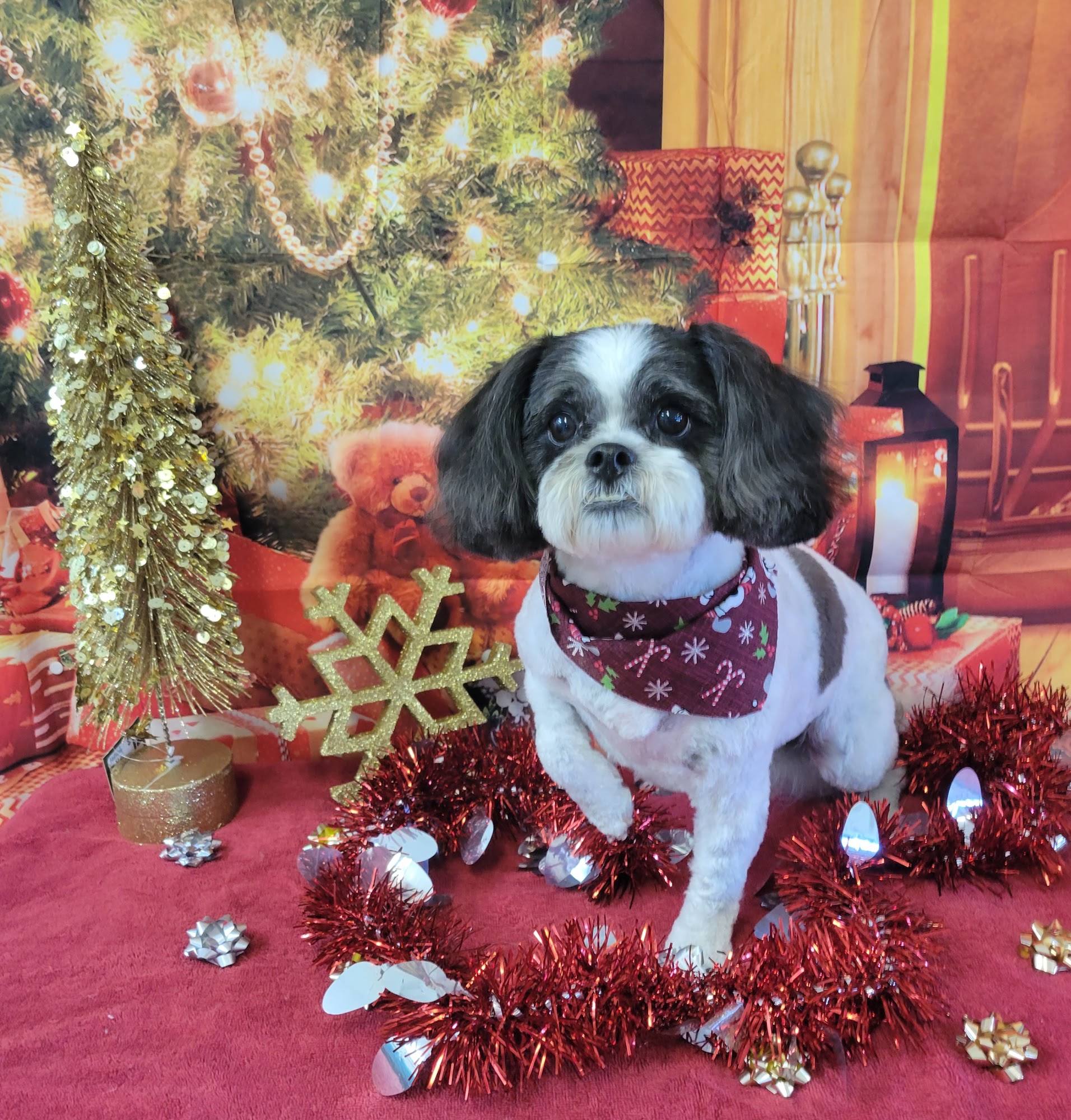 Muddy Paws Pet Spa Silver Springs