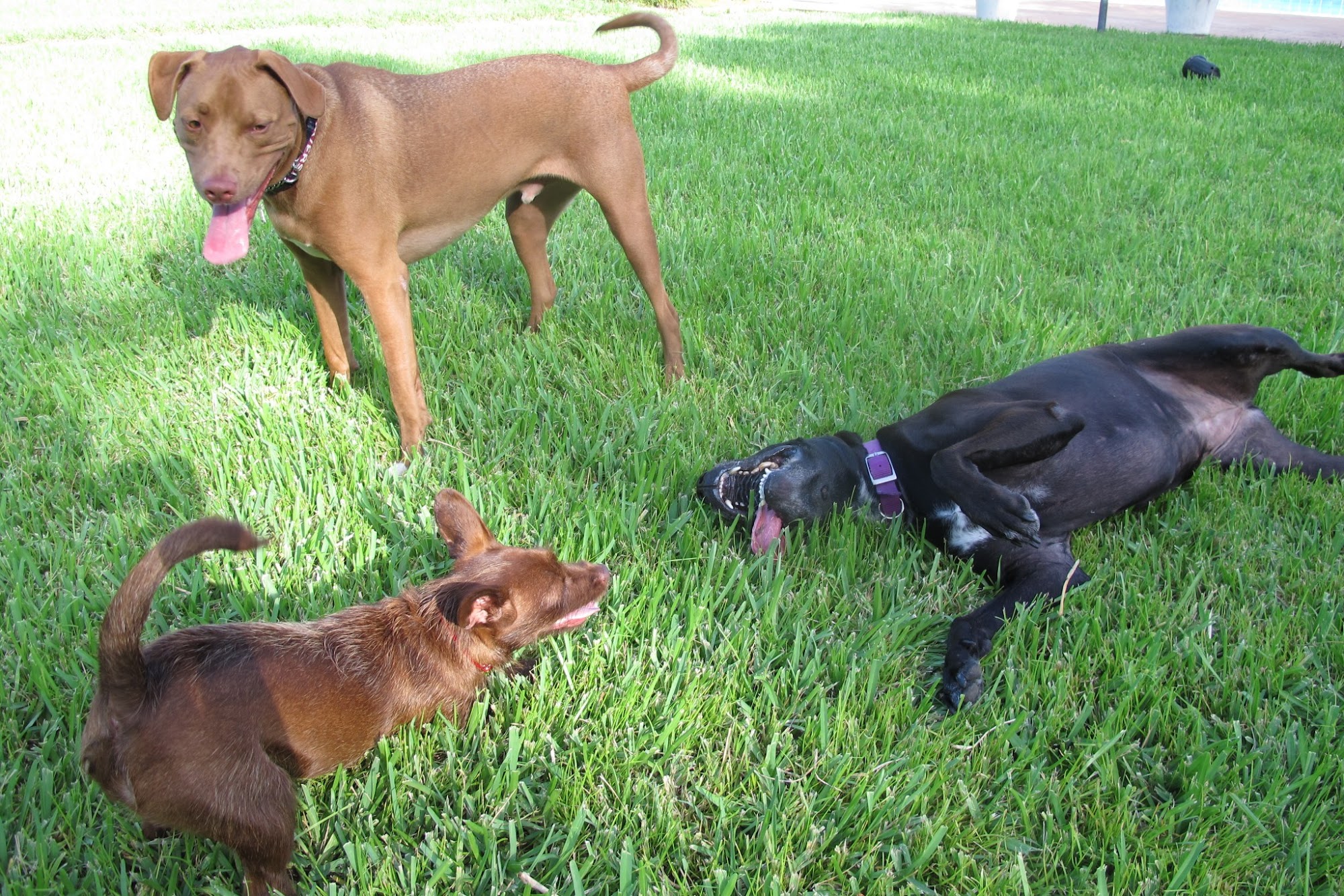 Equipaws Pet Services South Miami