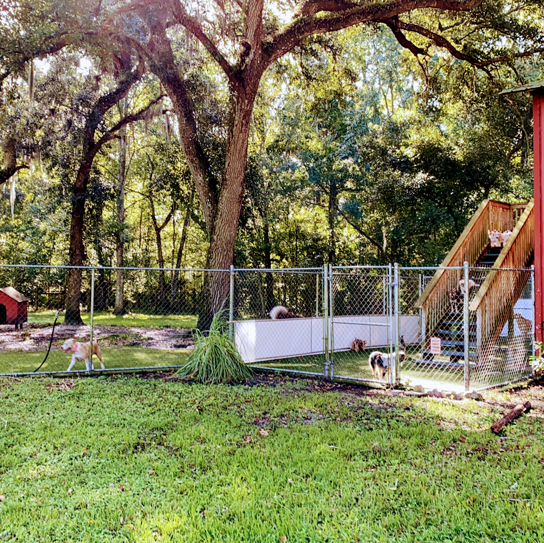 Pet Camp St. Augustine