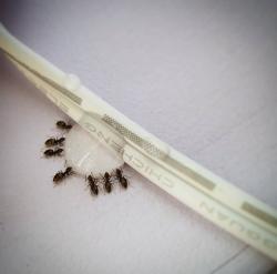 Bug Man Pest Services Inc