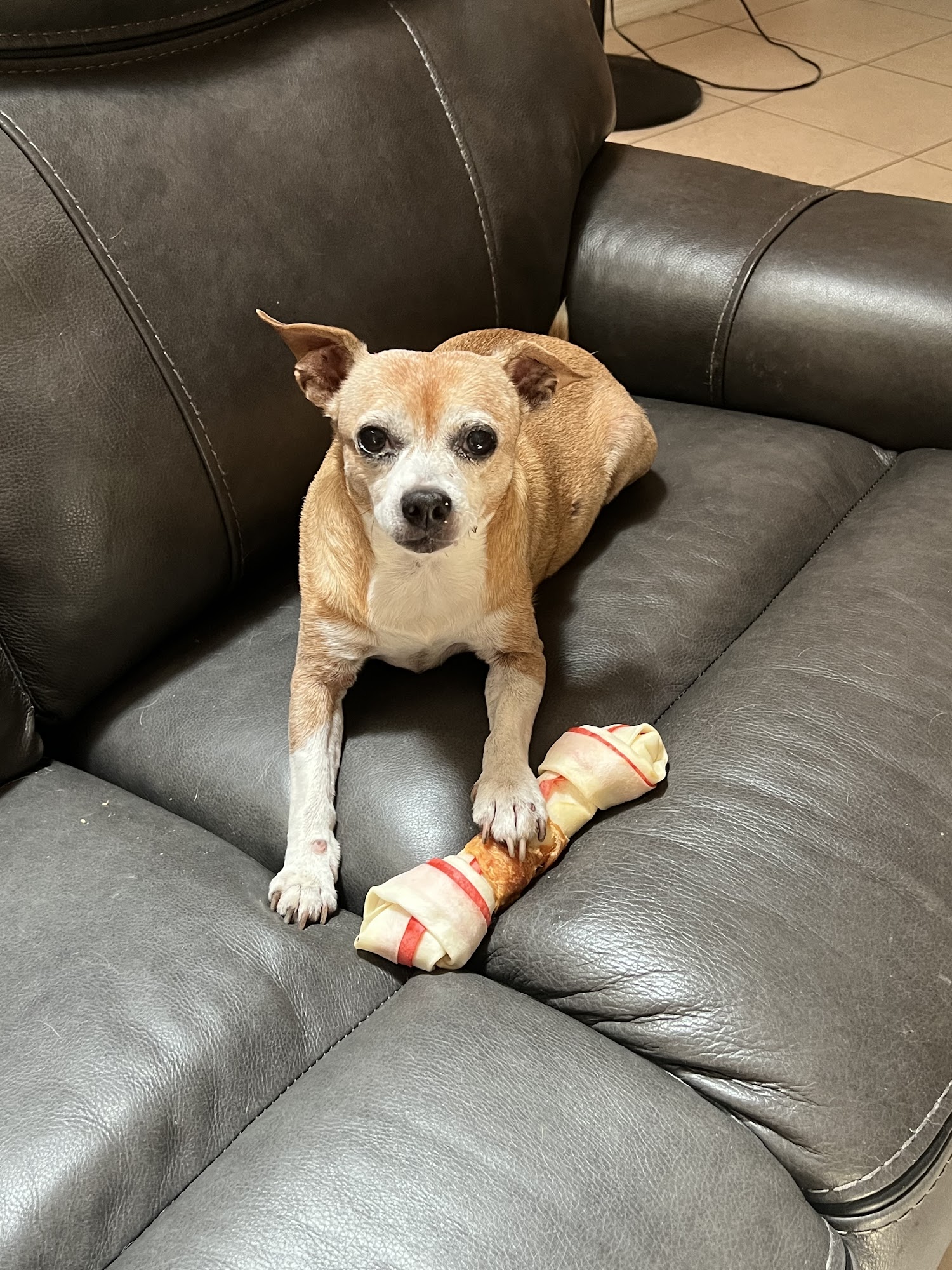 Osceola County Animal Services St. Cloud