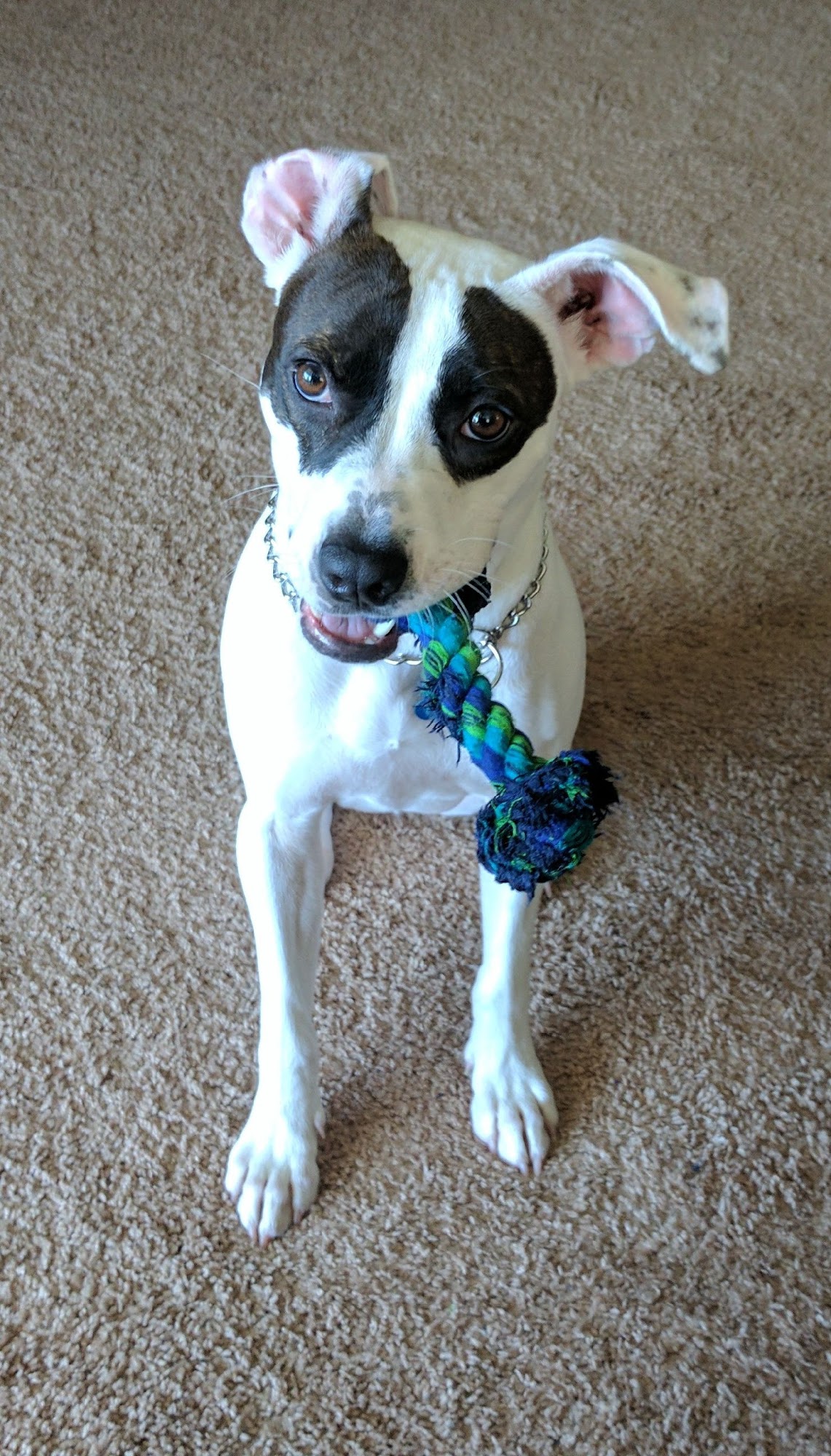 Happy Tails Boarding Kennel St. Cloud
