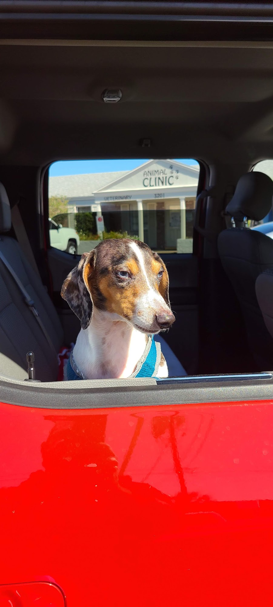 Kellogg's Kennel St. Petersburg