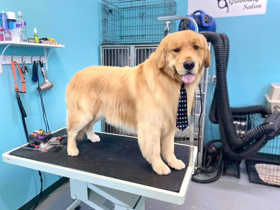 Fluffy Dog Cozy Cat Salon Summerfield