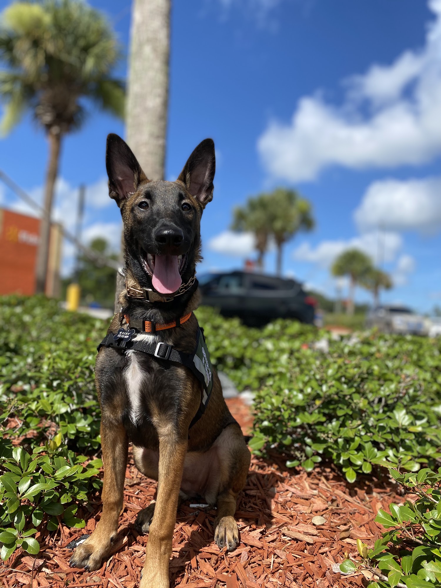 Heart & Soul Dog Training Sumterville