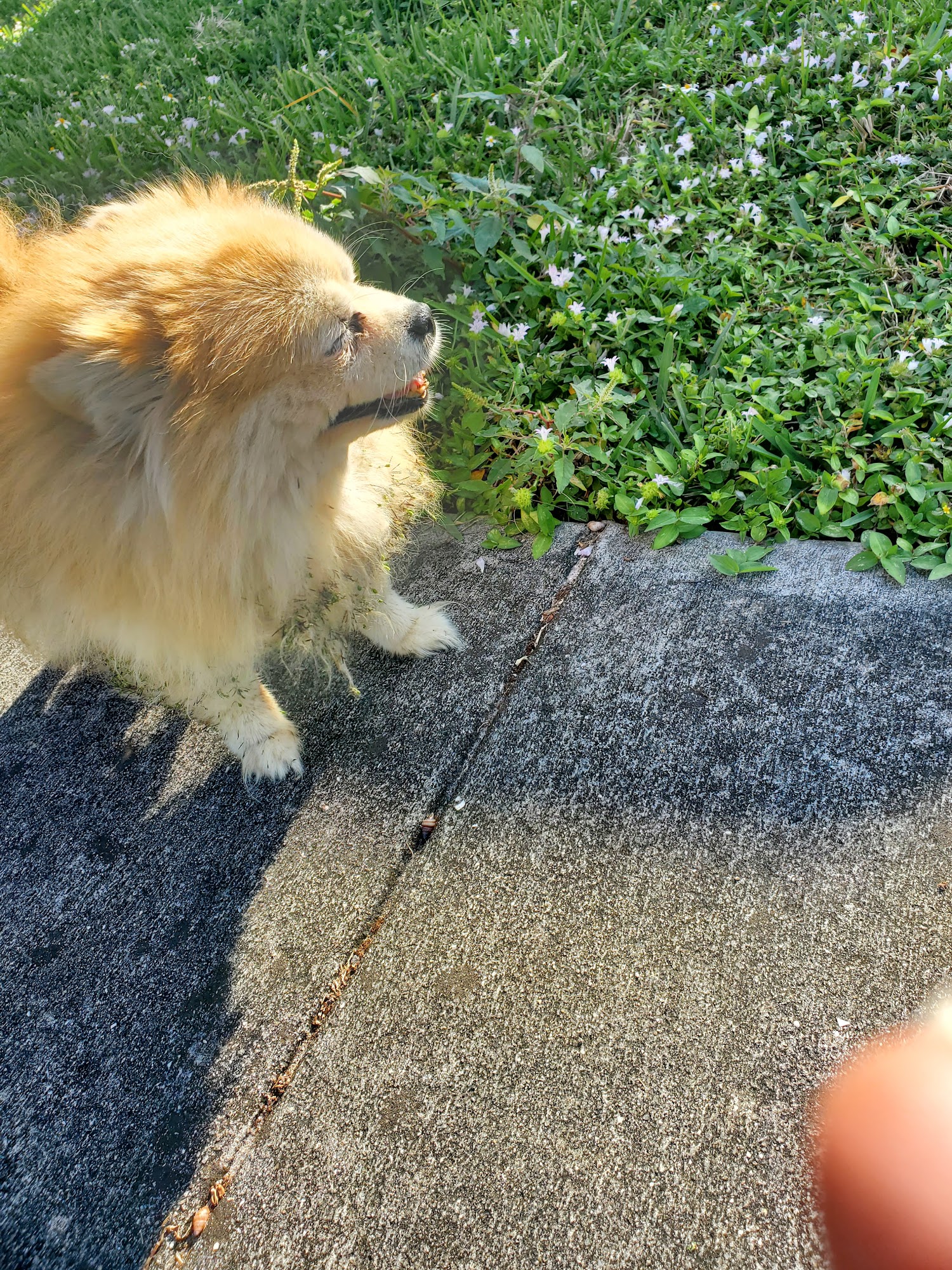 Bubbles To Bows Mobile Pet Grooming Inc Sunrise