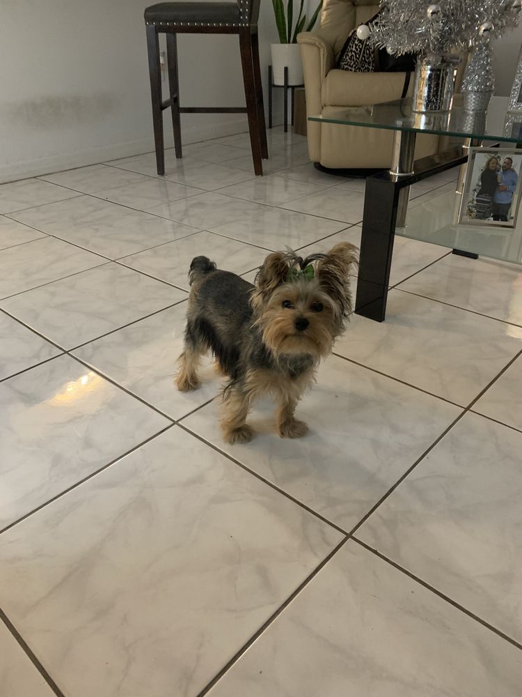 VetField Animal Hospital Sunrise