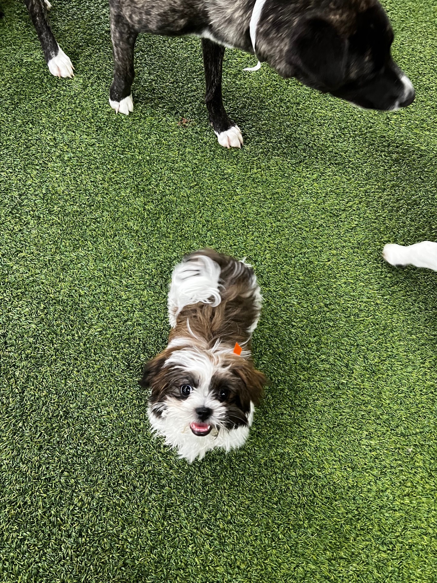 Pet Paradise Tallahassee Tallahassee