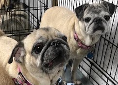 Wagland Kennel Tallahassee