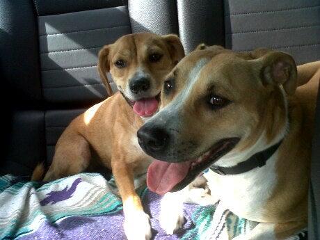 Robinhood Kennels and Cattery Tallahassee