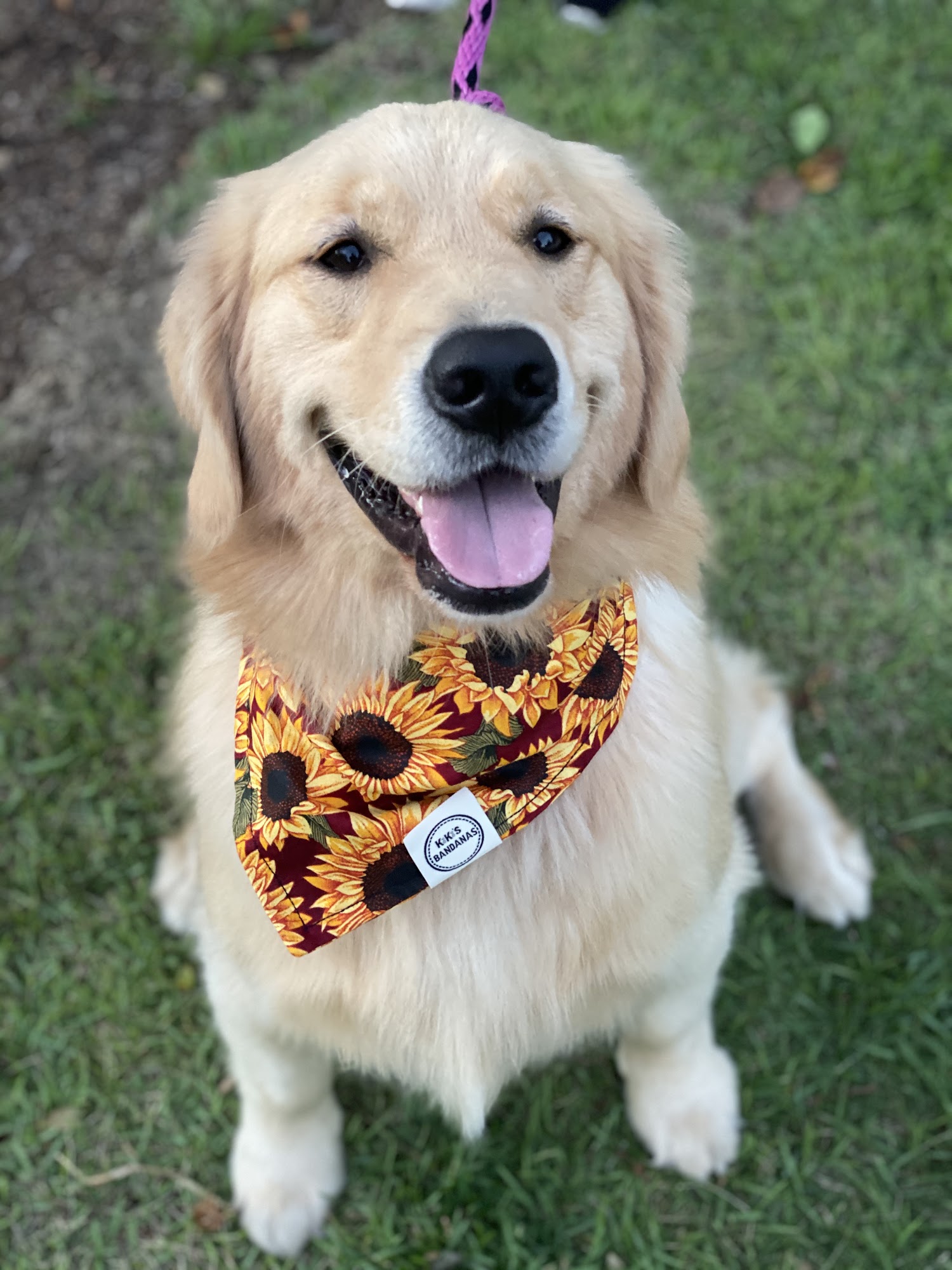 Morgan’s Dog Training Tallahassee