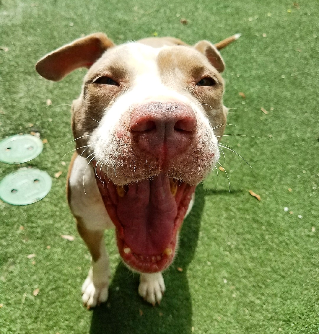 Rivers Edge Pet Resort Thonotosassa