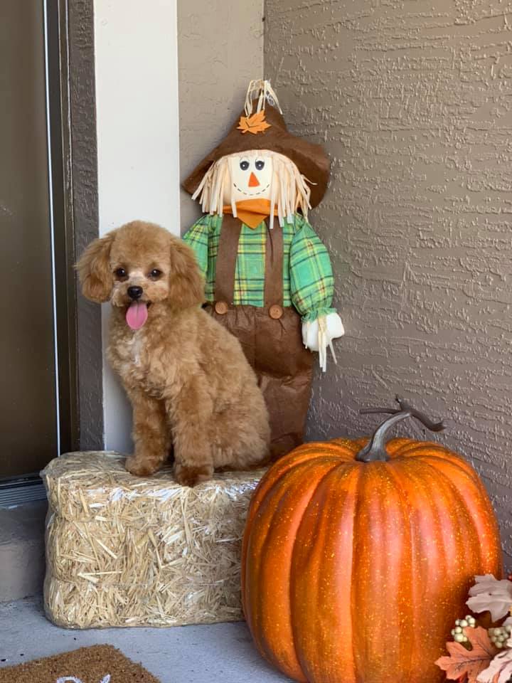 Grooming Tales Salon Vero Beach