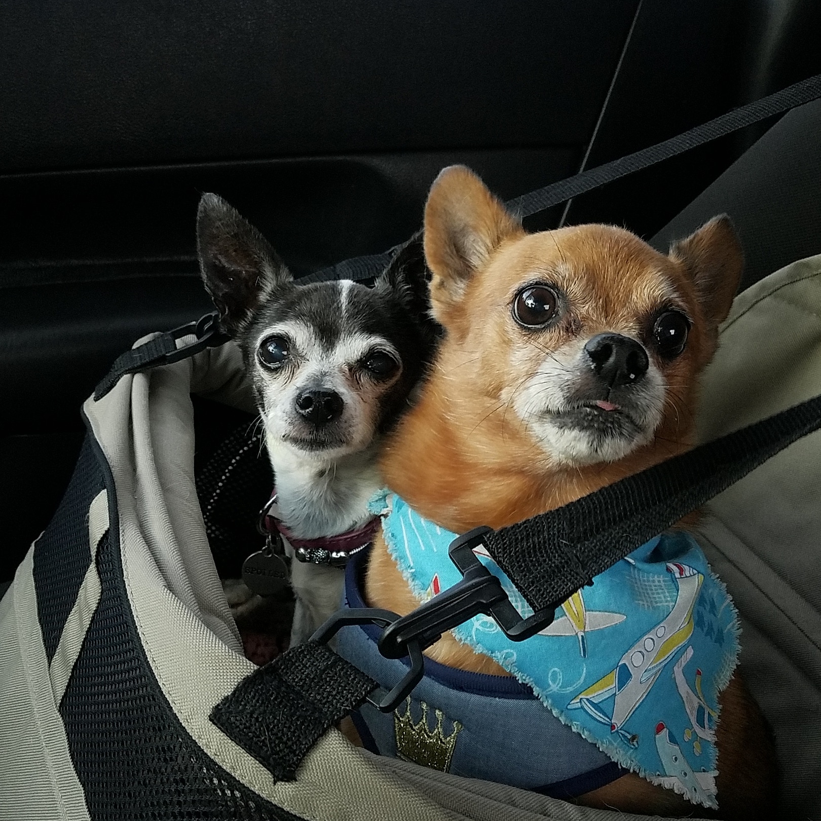 Beachside Dog Spa Vero Beach