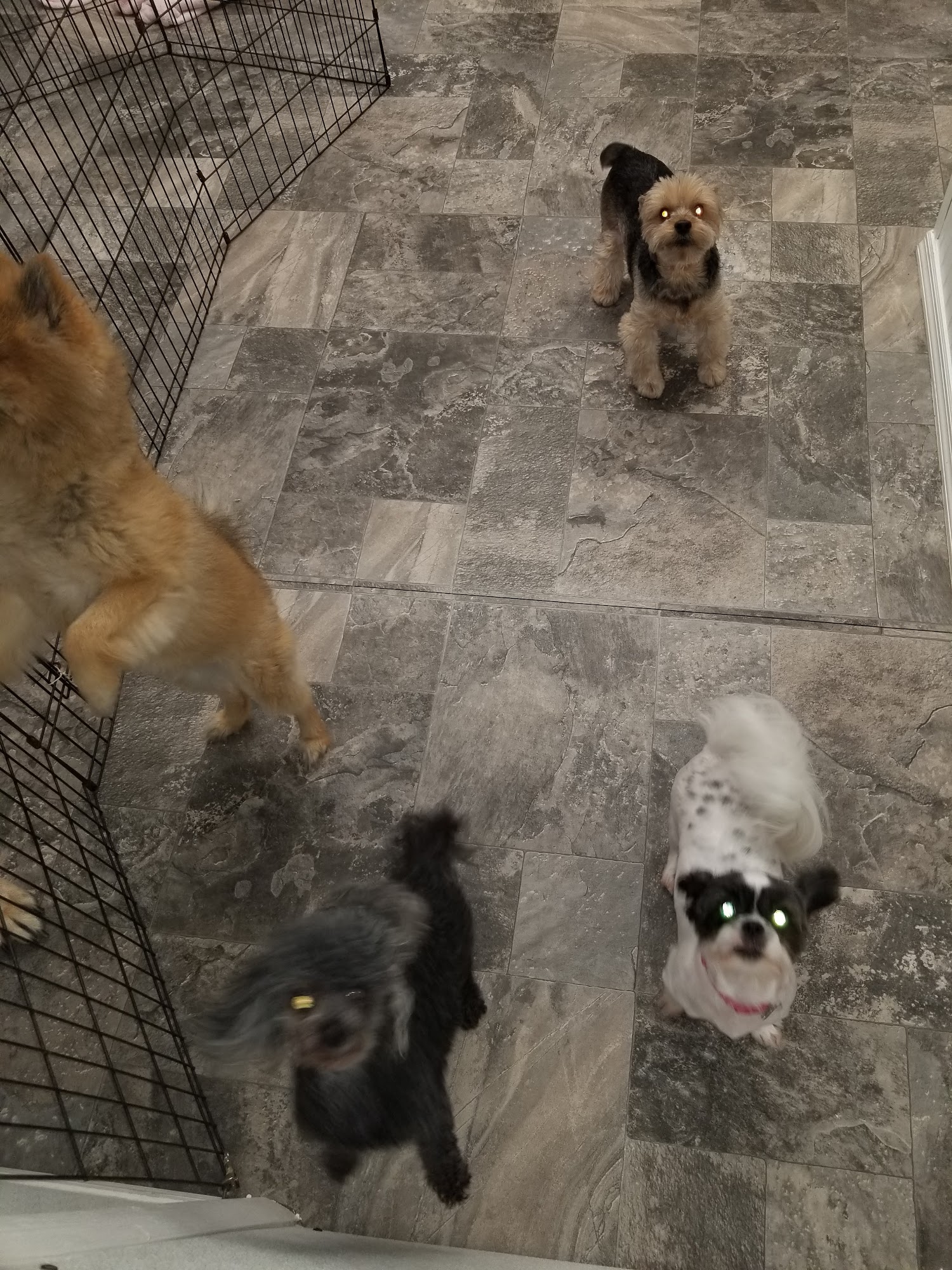 Paws To Claws Pet Resort Vero Beach