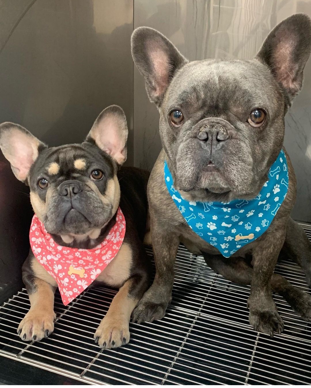 Yorkie Love Inc West Miami